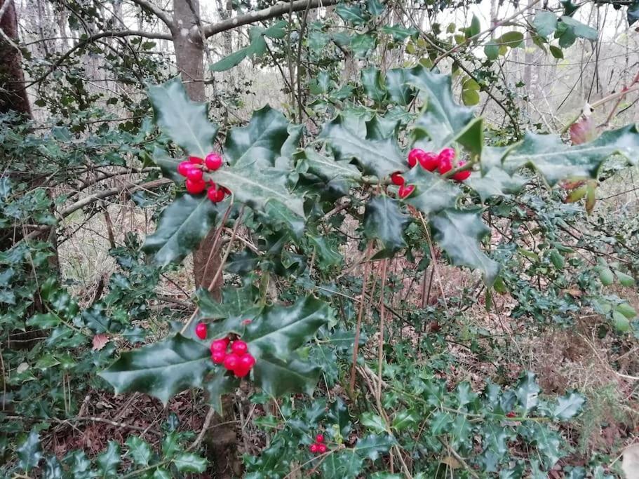 Gite Aux Bois D'En Temps Lunas  Εξωτερικό φωτογραφία